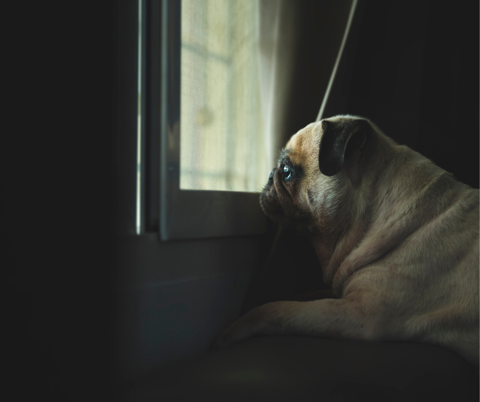 How I finally found a REAL solution to my dog’s daily separation anxiety